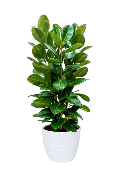 Pollution Killer Indoor Plants Pack