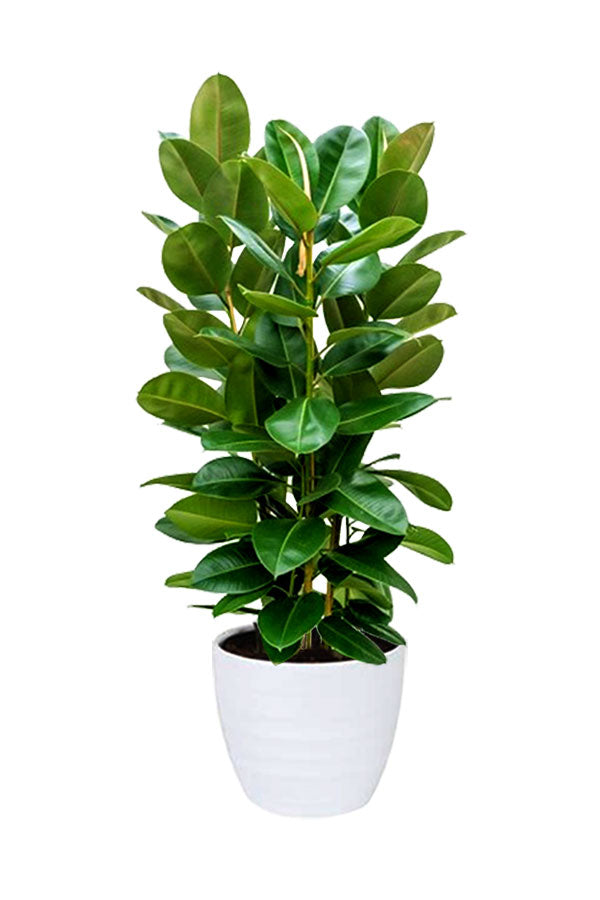 Pollution Killer Indoor Plants Pack