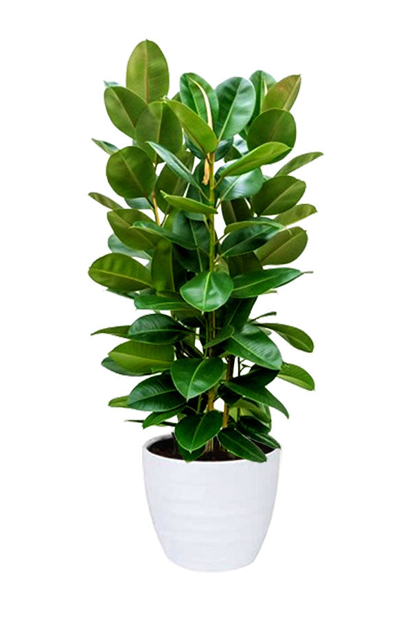 Top Tall Indoor Plants Pack