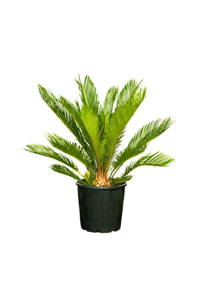 Cycas Revoluta- Sago Palm