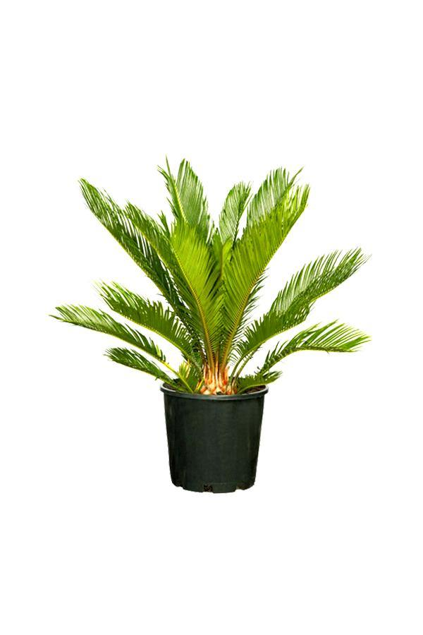 Cycas Revoluta- Sago Palm