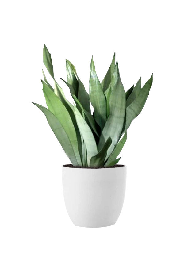 Sansevieria Moonshine – Rare Silver Snake Plant