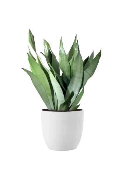 Air Purifying & Oxygen Boosting Indoor Plants
