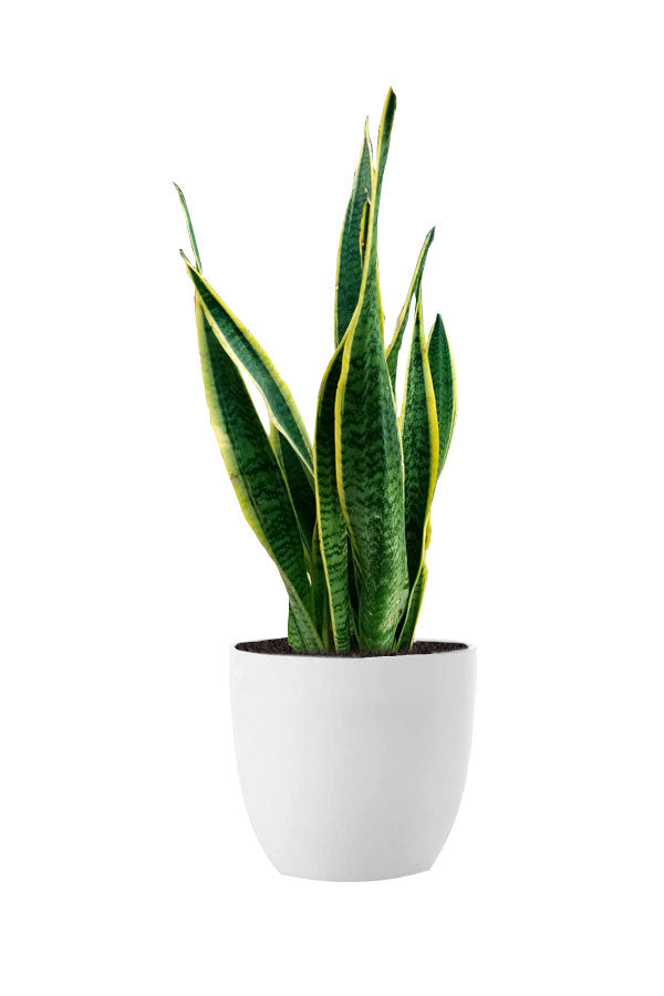 Special Good Luck Plant Pack