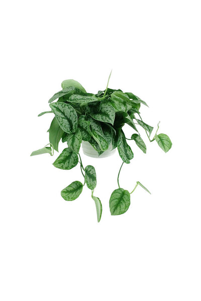 Money Plants Combo in Hanging Baskets