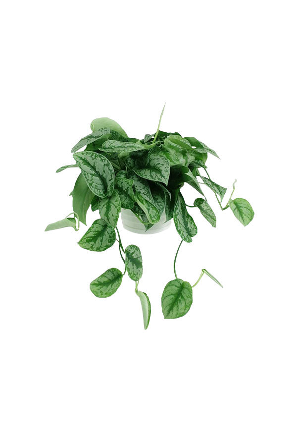 Money Plants Combo in Hanging Baskets
