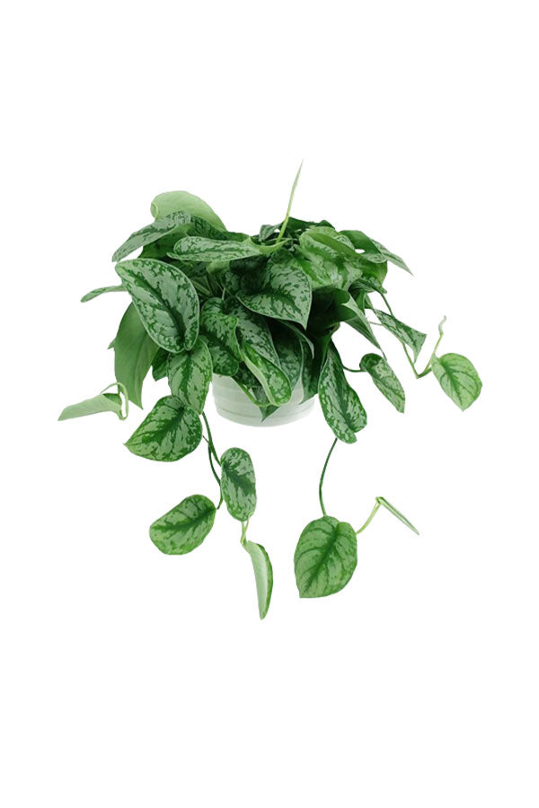 Indoor Plants for Beginners Pack
