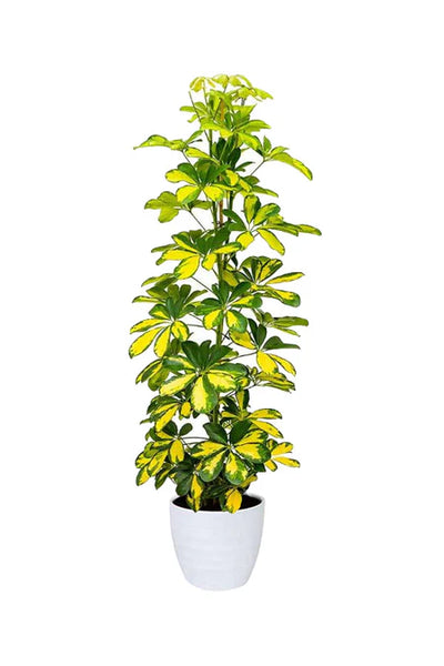 Schefflera Arboricola (Dwarf Umbrella Tree) – Elegant Indoor Plant with Lush Green Leaves