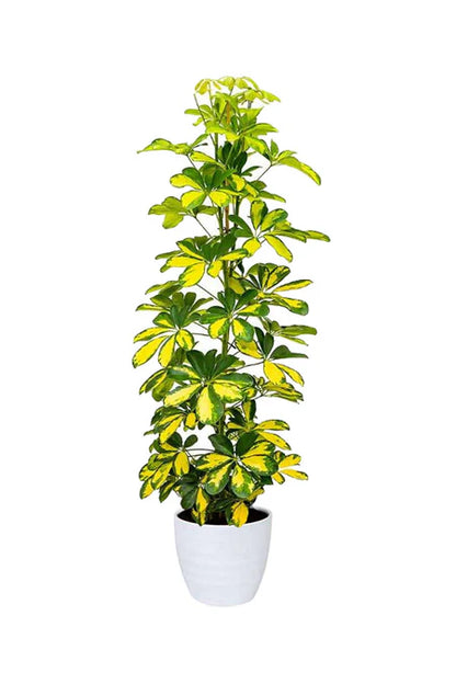 Schefflera Arboricola (Dwarf Umbrella Tree) – Elegant Indoor Plant with Lush Green Leaves