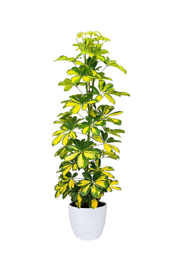 Indoor Air Detox Plants – Elegant Green Pack