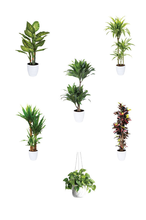 Green Scholars - Education Package