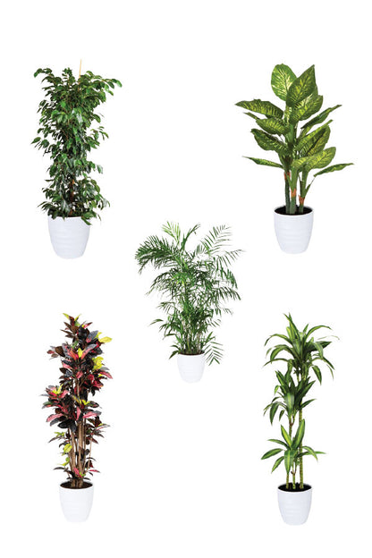 Green Scholars - Education Package