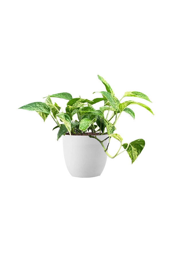 Marble Queen Money Plant – Elegant Corporate Plant