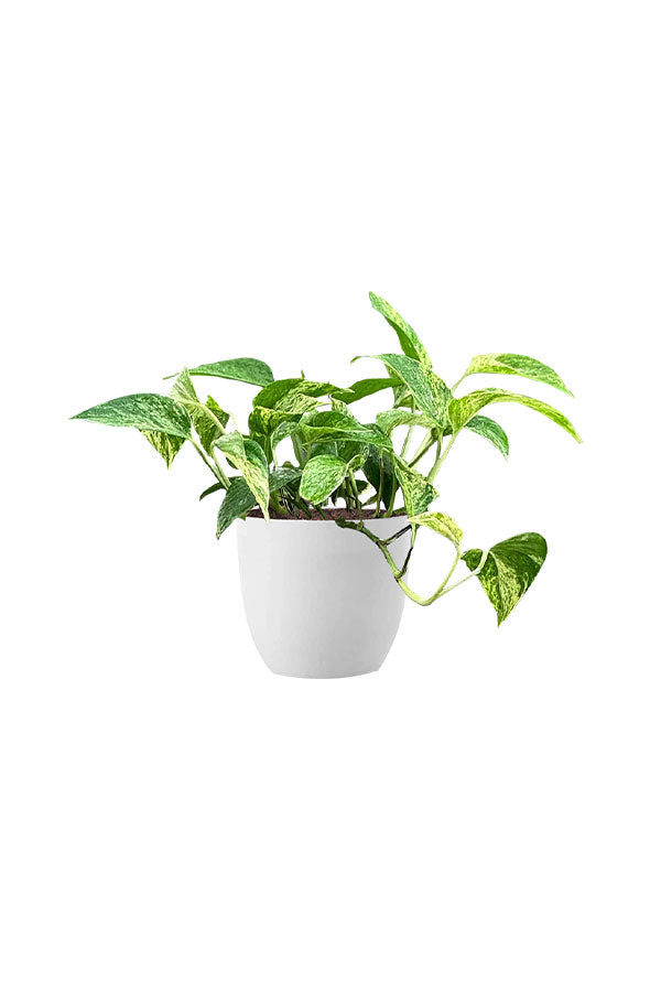 Pollution Killer Indoor Plants Pack