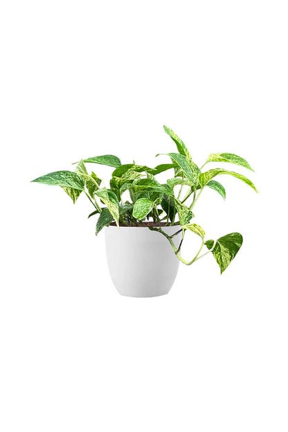 Money Plants Combo in Hanging Baskets