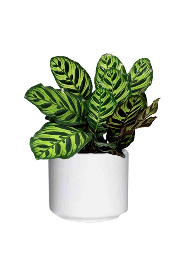 Shop Calathea Peacock (Calathea Makoyana) Indoor Plant