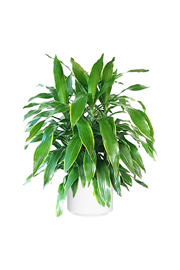 Shop Dracaena Art Non-Flowering Indoor Plant