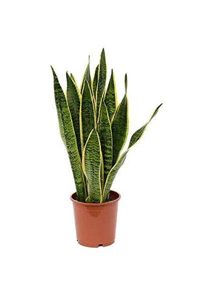 Snake Plant Indoor - Sansevieria Trifasciata