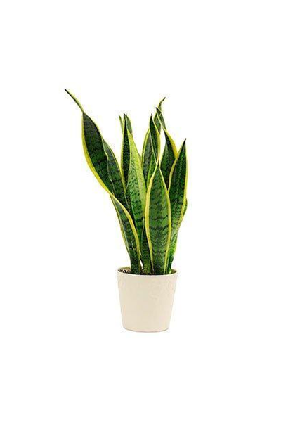 Snake Plant Indoor - Sansevieria Trifasciata