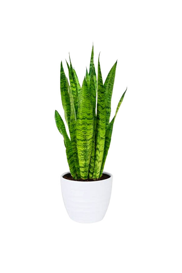 NASA-Approved 5 Oxygen Boosting Plants