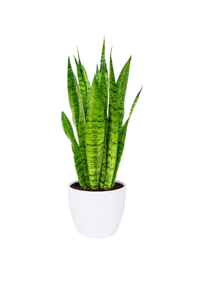 The Sleep Better Indoor Plant Bundle