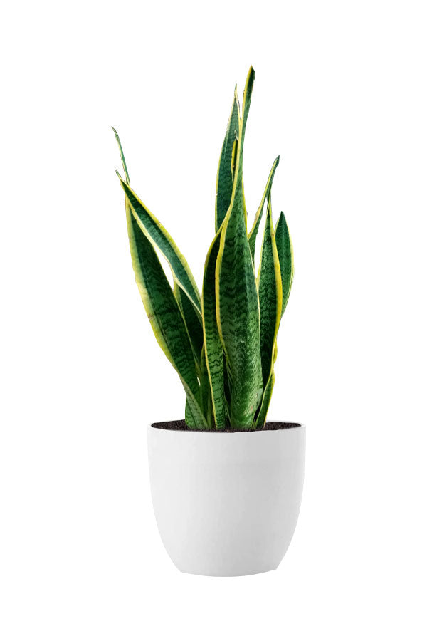Pollution Killer Indoor Plants Pack