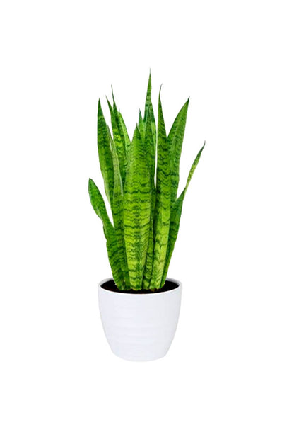 Air Purifying Plant Pack