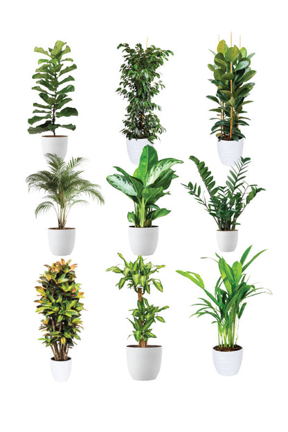 Green Aura - Spa Package