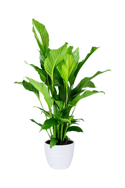 Air Purifying & Oxygen Boosting Indoor Plants