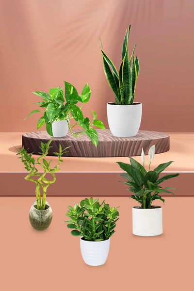 Special Good Luck Plant Pack