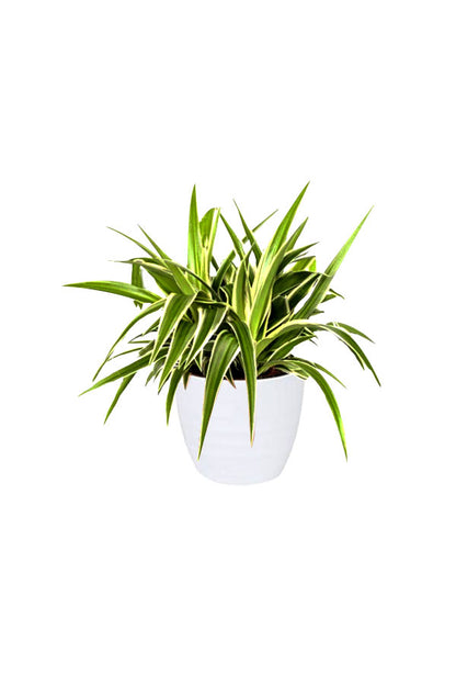 Spider Plant in a modern office setup – ideal for corporate and desk decor