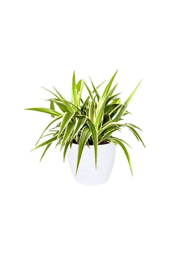 Indoor Plants for Beginners Pack