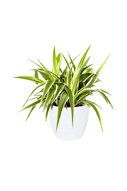 Exotic Succulents Plant Pack