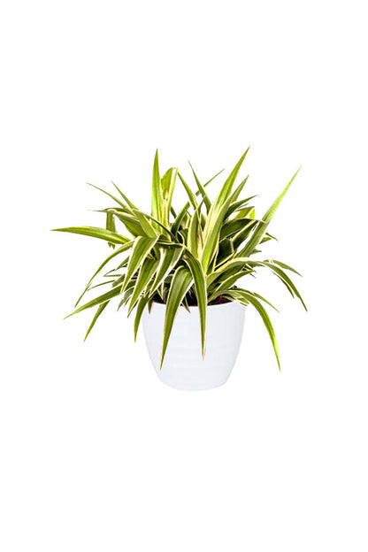 Green Aura - Spa Package