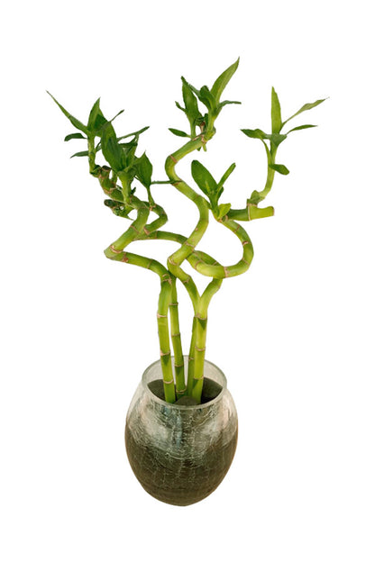 Indoor Air Detox Plants – Elegant Green Pack