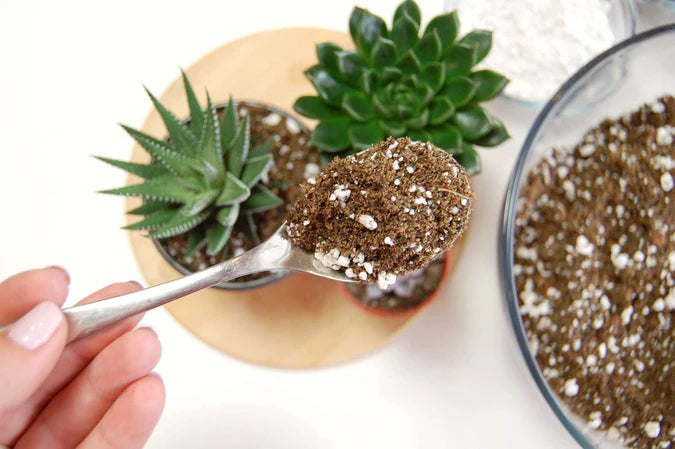 Succulent and Cactus Potting Soil Mix - Indoor Plant Soil