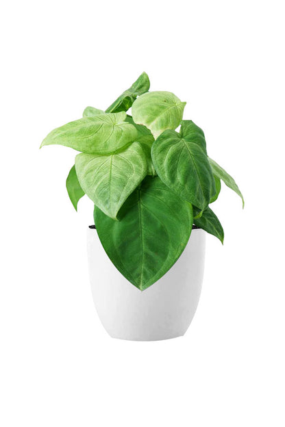 Pollution Killer Indoor Plants Pack