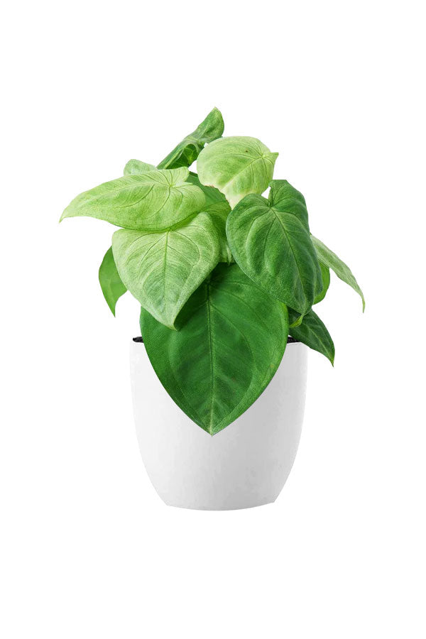 Pollution Killer Indoor Plants Pack