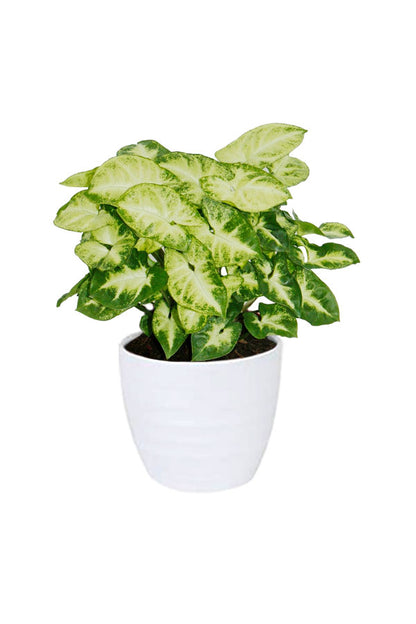 Green Aura - Spa Package