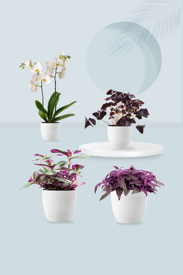 Table Top Lucky Plants