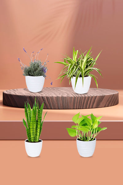 The Sleep Better Indoor Plant Bundle