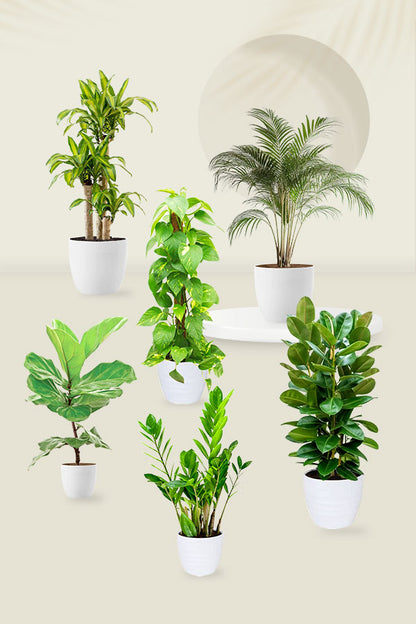 Top Tall Indoor Plants Pack