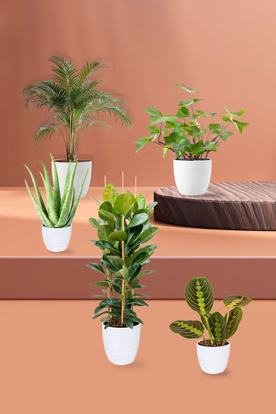 Toxic-Free Bedroom Plant Pack