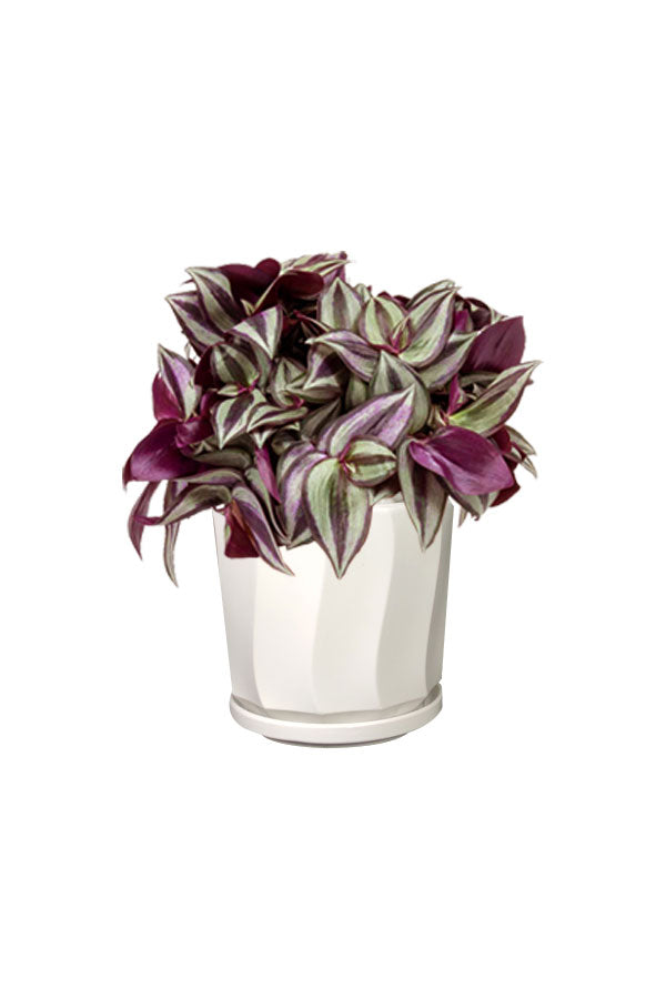 Tradescantia (Fantasy Venice) Albiflora Nanouk - Indoor Hanging Plant