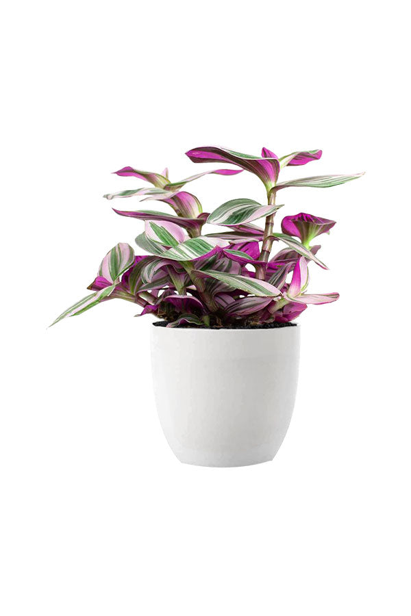Table Top Lucky Plants