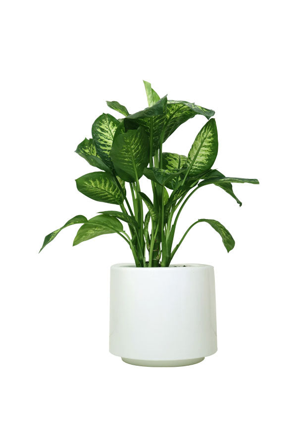 Tropic Snow (Dieffenbachia Amoena) – Indoor Air Purifying Plant with Lush White and Green Foliage