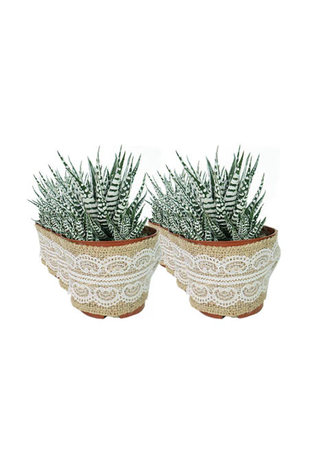 Victory Vibes Succulent Set – A Gift of Growth and Strength for Celebrating Success