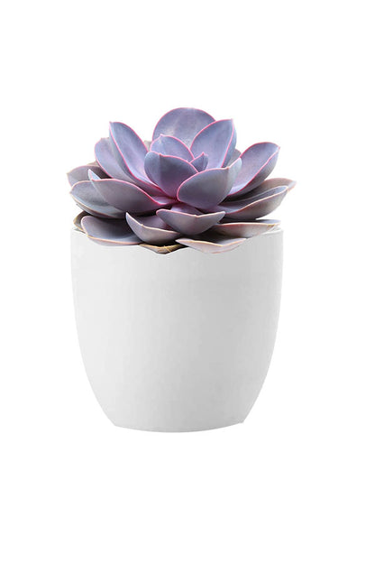 Geo Green Succulent Pack