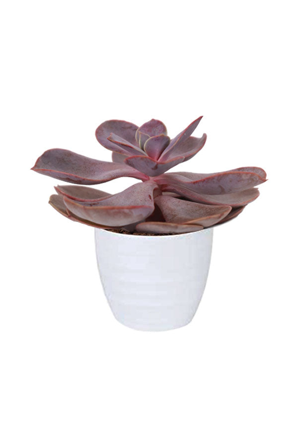 Violet Echeveria (Echeveria elegans) in a decorative pot showcasing its vibrant rosette shape, ideal for indoor spaces.