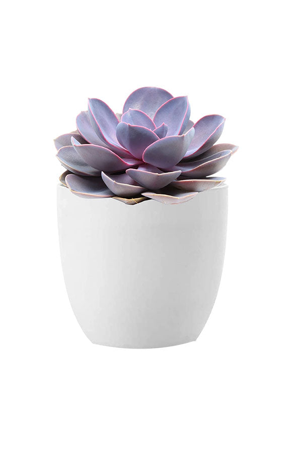 Succulent Prestige Pack